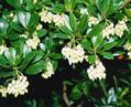 Arbutus unedo